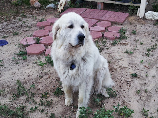 Belle, protector of the ranch