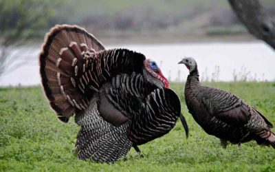 Colorado’s Wild Turkeys