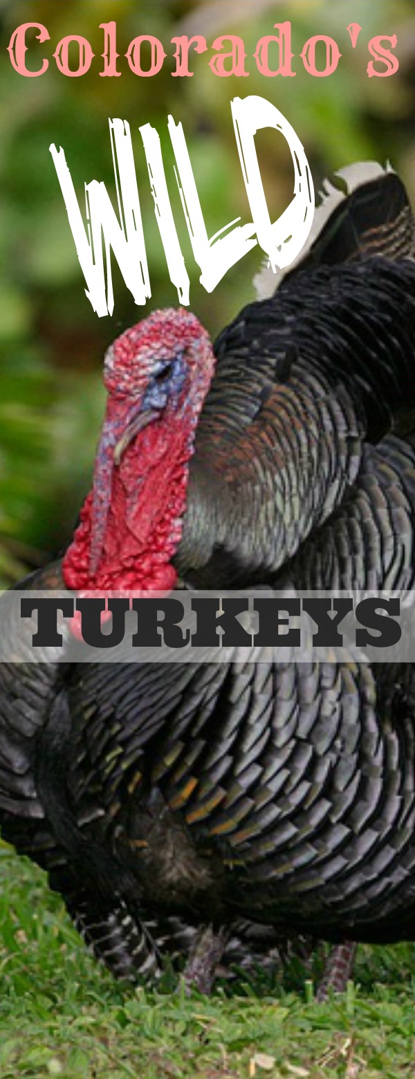 Colorados Wild Turkeys Pinterest 