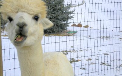 Do Alpacas Spit?