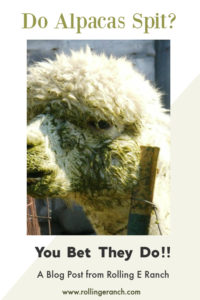 alpaca covered in green goo spit - Do Alpacas Spit? A Rolling E Ranch Blog Story