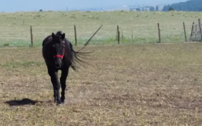 Angus the Happy Appy Don’t Fence Me In