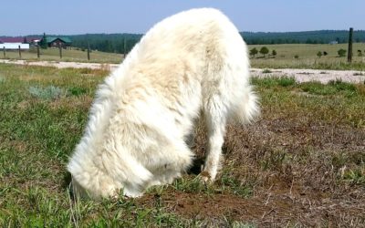 Great Pyrenees Digging to China