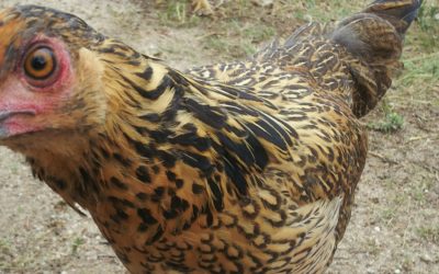 Chicken Barn Raising