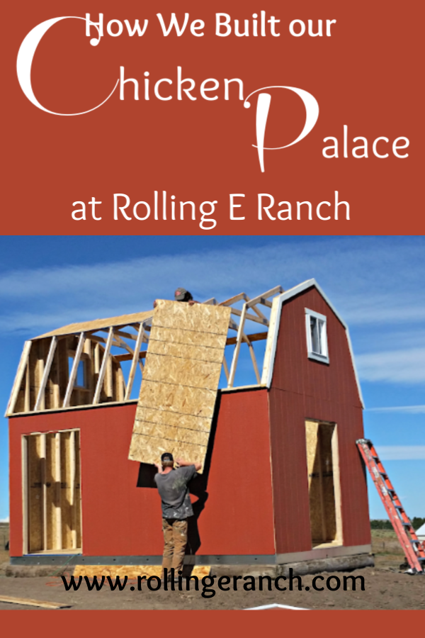 Our chicken flock had grown and a new coop was needed. Read about it going up in this blog post from Rolling E Ranch