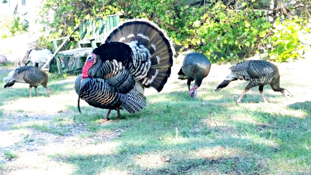 Colorados Wild Turkeys 4 1 