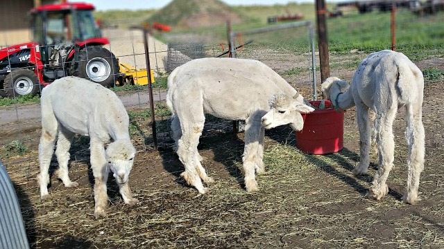 Do alpacas spit?  You bet they do and you can read all about it on Rolling E Ranch's blog post