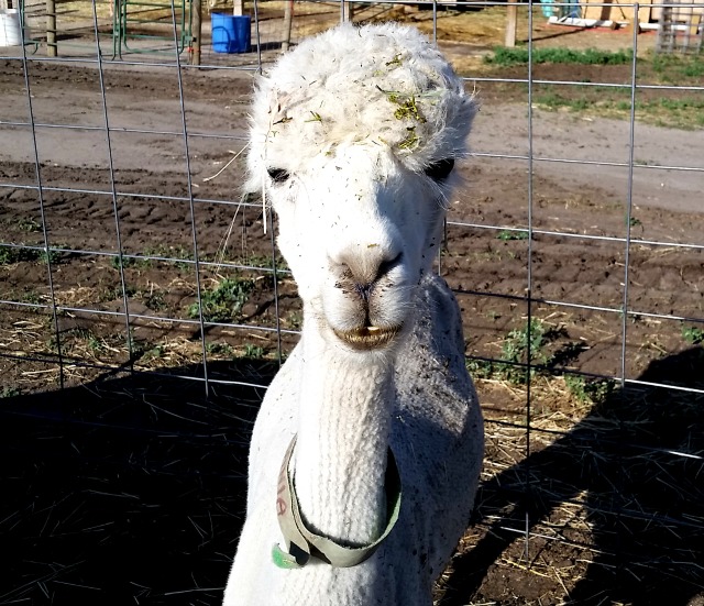 Do alpacas spit?  You bet they do and you can read all about it on Rolling E Ranch's blog post