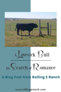 pinterest-pin-a-lovesick-bull-in-search-of-romance-RollingERanch