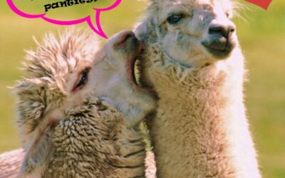 Alpaca Breeding OR If at first you don’t succeed…