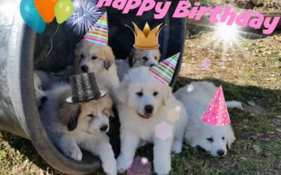 Happy Birthday Puppies – Part 1